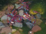Notropis-abl.-2.jpg Notropis-abl.-2.jpg