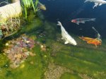 Notropis-abl.-3.jpg Notropis-abl.-3.jpg