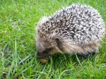 Die erste Schnecke (Igel).jpg