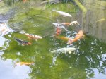 comp_P1000872.jpg