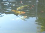fische am 3.6 072.JPG