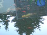 fische am 3.6 074.JPG