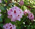 Rhododendron 5.6.10 .JPG