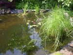 K1024_teich2.JPG K1024_teich2.JPG