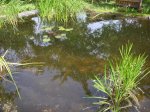 K1024_teich3.JPG K1024_teich3.JPG