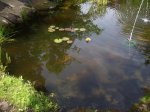 K1024_seerosen2.JPG K1024_seerosen2.JPG