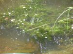 K1024_libellen 3.JPG K1024_libellen 3.JPG