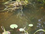 K1024_fisch3.JPG K1024_fisch3.JPG