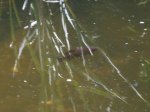 K1024_fisch 2.JPG K1024_fisch 2.JPG