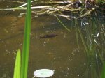 K1024_fisch 4.JPG K1024_fisch 4.JPG