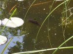 K1024_fisch 5.JPG K1024_fisch 5.JPG