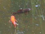 K1024_fisch 6.JPG K1024_fisch 6.JPG