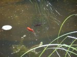 K1024_fisch 7.JPG K1024_fisch 7.JPG