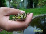 Le Frosch (2) (Medium).jpg