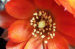 100_3968.JPG