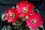 100_3990.JPG
