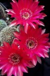 100_4043.JPG