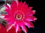 100_4045.JPG