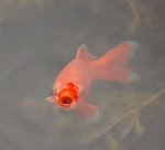 fisch.jpg fisch.jpg