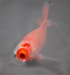 fisch5.jpg fisch5.jpg