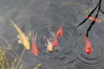 fisch6.jpg fisch6.jpg
