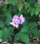 lilafarben erste Blüte.jpg lilafarben erste Blüte.jpg