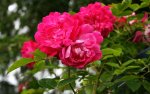 Unbekannte in voller Blüte.jpg Unbekannte in voller Blüte.jpg