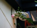 Jasmina erste Blüte geht auf.jpg Jasmina erste Blüte geht auf.jpg