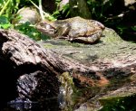 Frosch78.jpg