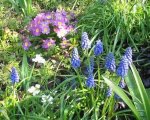 Primel und Muscari 2.jpg