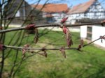 Cercidiphyllum japonica Blüten.jpg