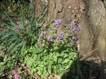 Corydalis solida.jpg