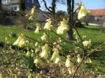 Corylopsis pauciflora.jpg