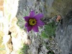 Pulsatilla vulgaris.jpg