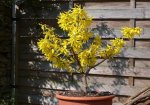 forsythia.jpg