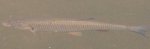 welcher-fisch-1.jpg