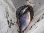 fischli.jpg fischli.jpg