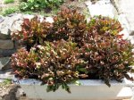 Sarracenia purpurea Sommerquatier.jpg