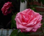 edelrose.jpg edelrose.jpg