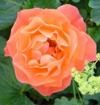 juni_25_rose_orange.jpg