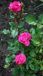 pink 3 Blüten.jpg
