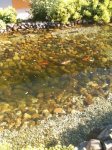 teich_mitte_3.JPG