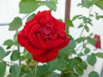 Kletterrose.JPG Kletterrose.JPG
