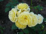 Bodendeckerrose.JPG Bodendeckerrose.JPG