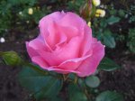 Strauchrose.JPG Strauchrose.JPG
