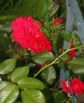 rote Kletterrose am Rosenbogen mit DD.jpg