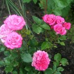 Pinky mit neuen Blüten2.jpg