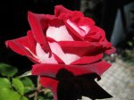 Rose rot-weiss01.JPG