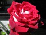 Rose rot-weiss02.JPG