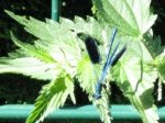 IMG_2576_1.jpg